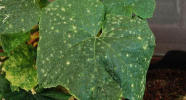 Co dělat, když se na listech okurek objeví otvory